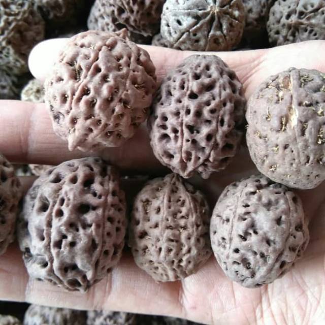Jenitri Rudraksha Genitri Besar