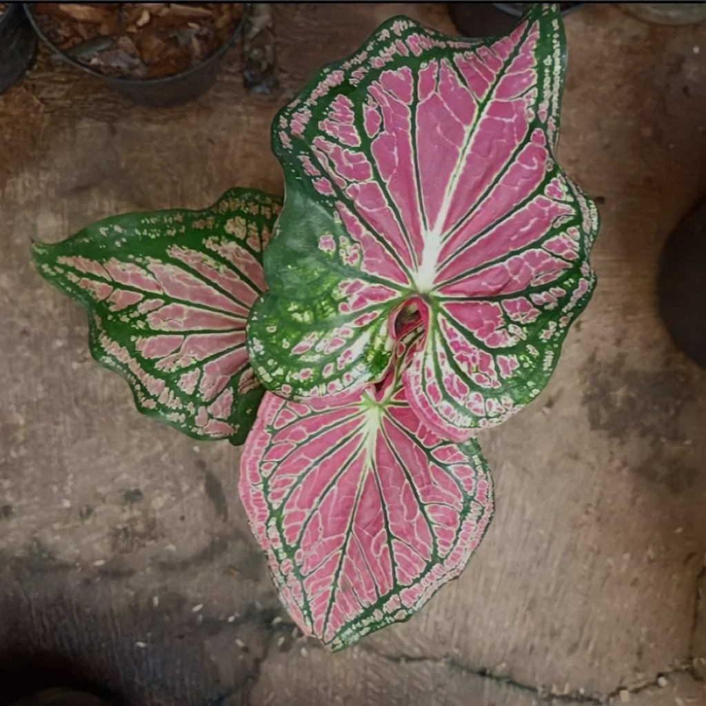 Bunga Caladium Keladi Wayang Cantik Murah Berkualitas