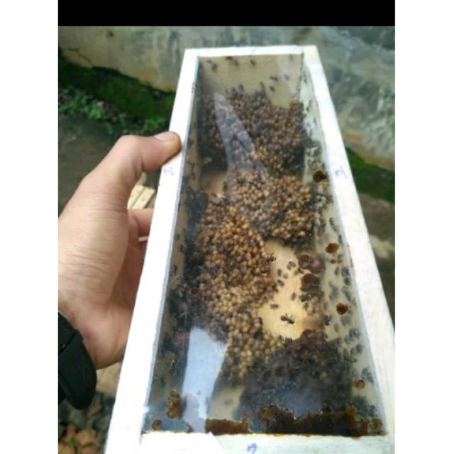 

BIBIT KLENCENG KELULUT LEAVICEPS