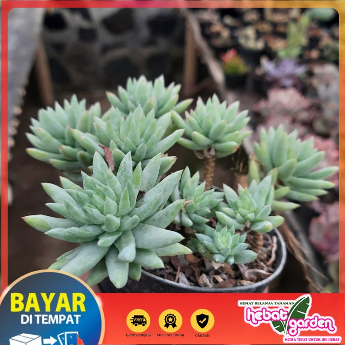 BELI DI SINI sukulen cluster sedum sediforme - Hebat Store
