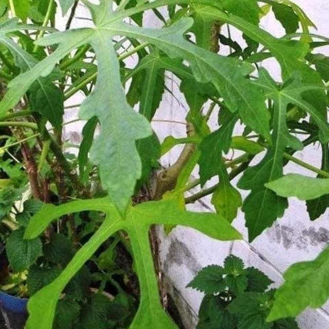 

Daun Gedi / sayur yondok