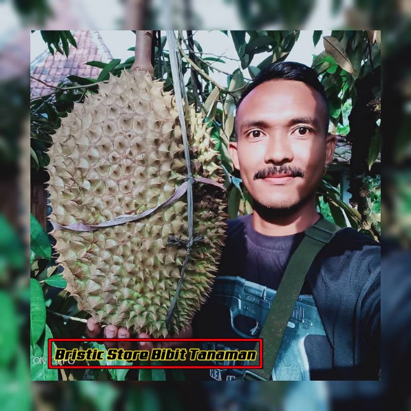 Bibit Durian Montong Thailand Okulasi Kondisi Siap Berbuah Cepat