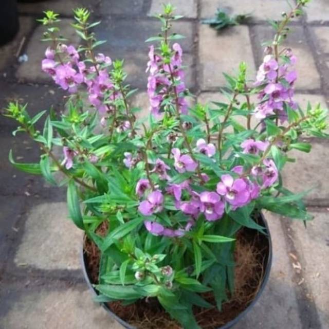 POHON BUNGA LAVENDER-tanaman bunga lavender