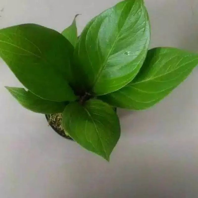 tanaman hias anthurium jemani kol remaja