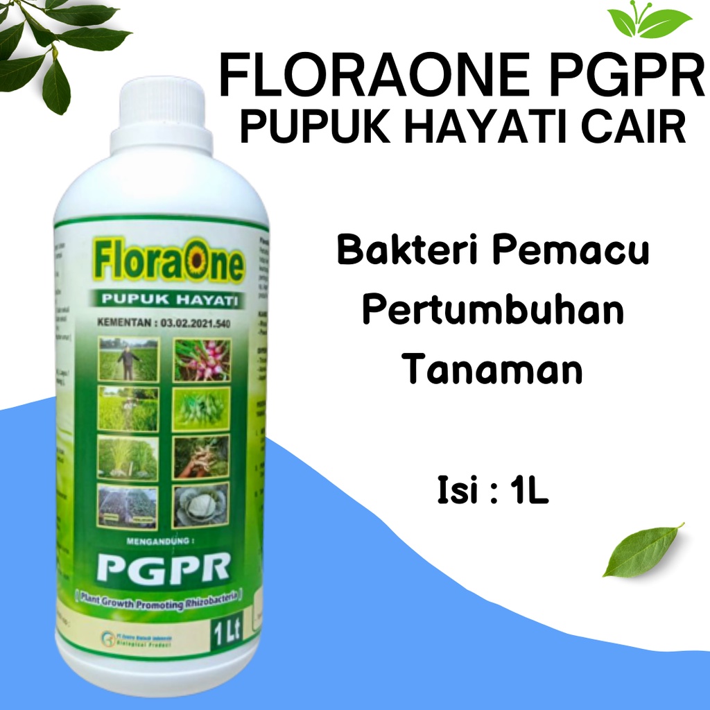 Pupuk Terong Agar Bunga Tidak Rontok, Pupuk Hayati Cair Tanaman Terong Cepat Berbuah, PGPR Untuk Tan