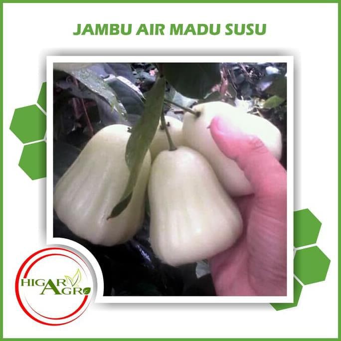 V1C Bibit Tanaman Buah Jambu Air Madu Susu I1R