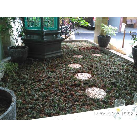 Tukang taman, Kucai mini, Tanaman kucai mini, Rumput Kucai