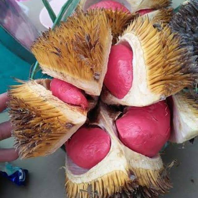 BIBIT DURIAN MERAH KAKI 3 .SUPER