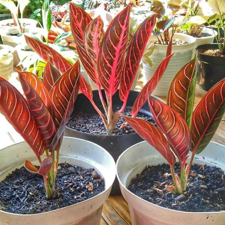 Dijamin Asli Tanaman hias anakan aglonema red Sumatra 1-2 daun