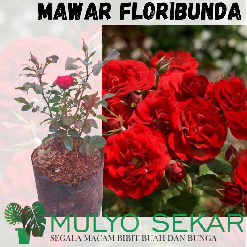 Tanaman Mawar Floribunda merah berbunga - Tanaman Bunga Mawar Hidup Berlabel &amp; Bergaransi