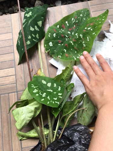 Tanaman Hias Singonium Tisu Sp