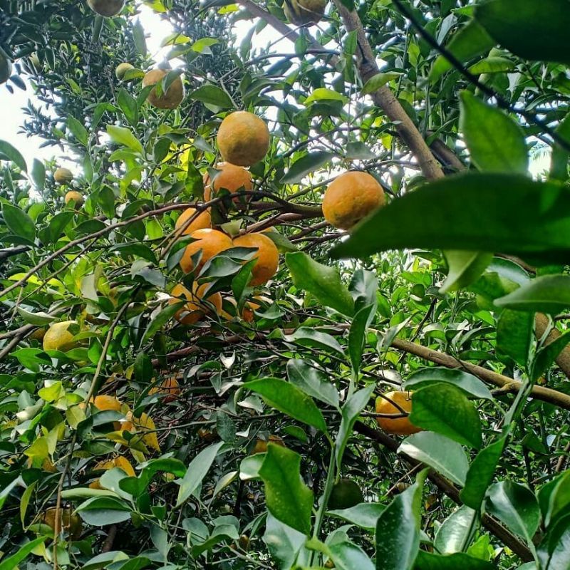 Bibit Jeruk Keprok Siem Madu Terlaris