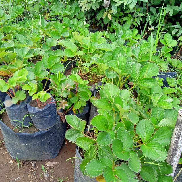 Bibit stroberi
