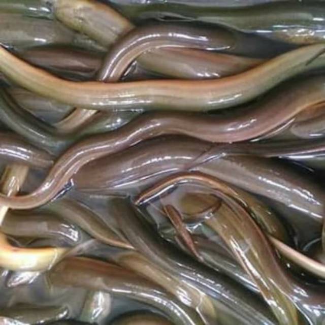 

Belut hidup 500 gram