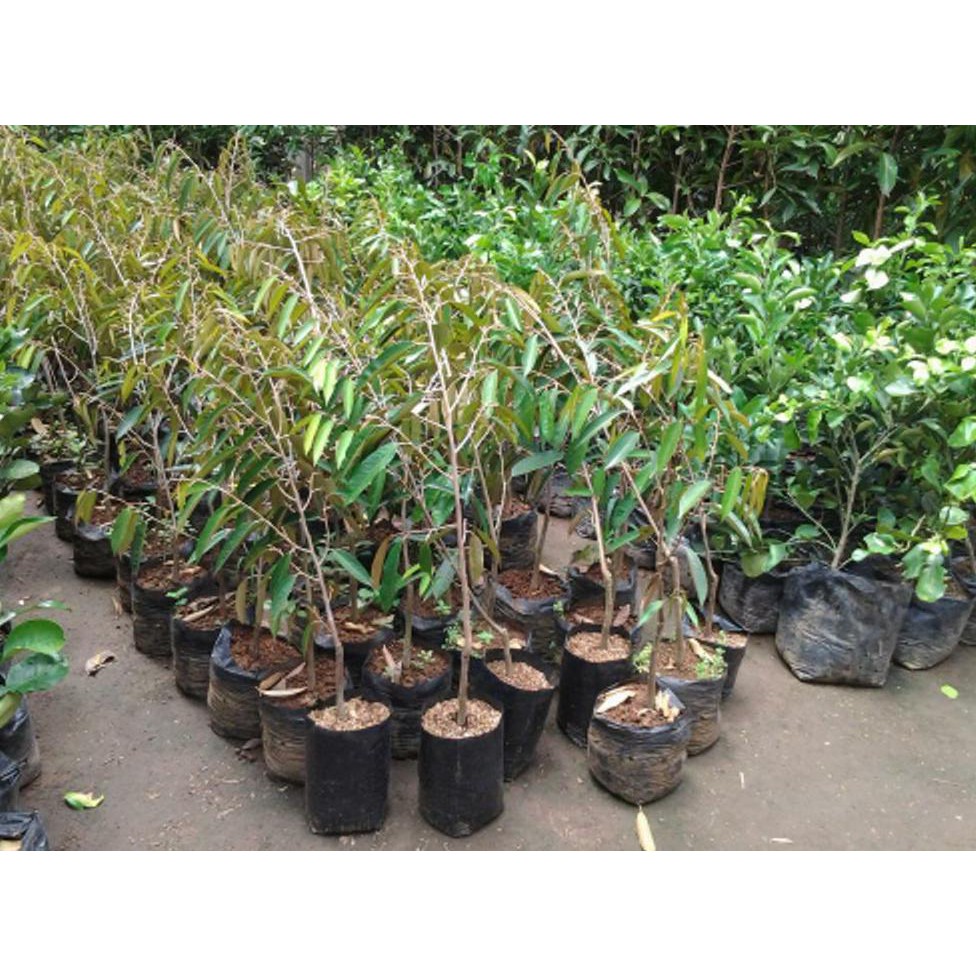 Okulasi Tanaman Bibit Tanaman Buah Durian Bawor Kw Asli