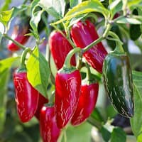 Benih Bibit Biji - Cabai Red Jalapeno Merah Chili Pepper Seeds