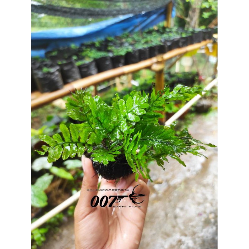 pakis pesing tanaman aquascape