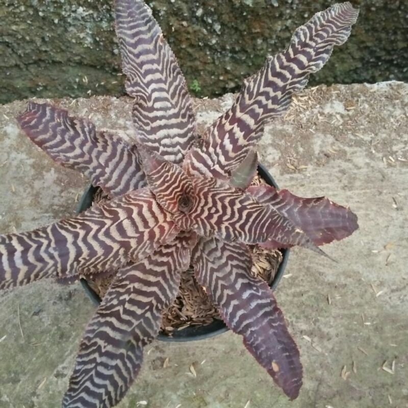

Bromelia tokek coklat ukuran sedang
