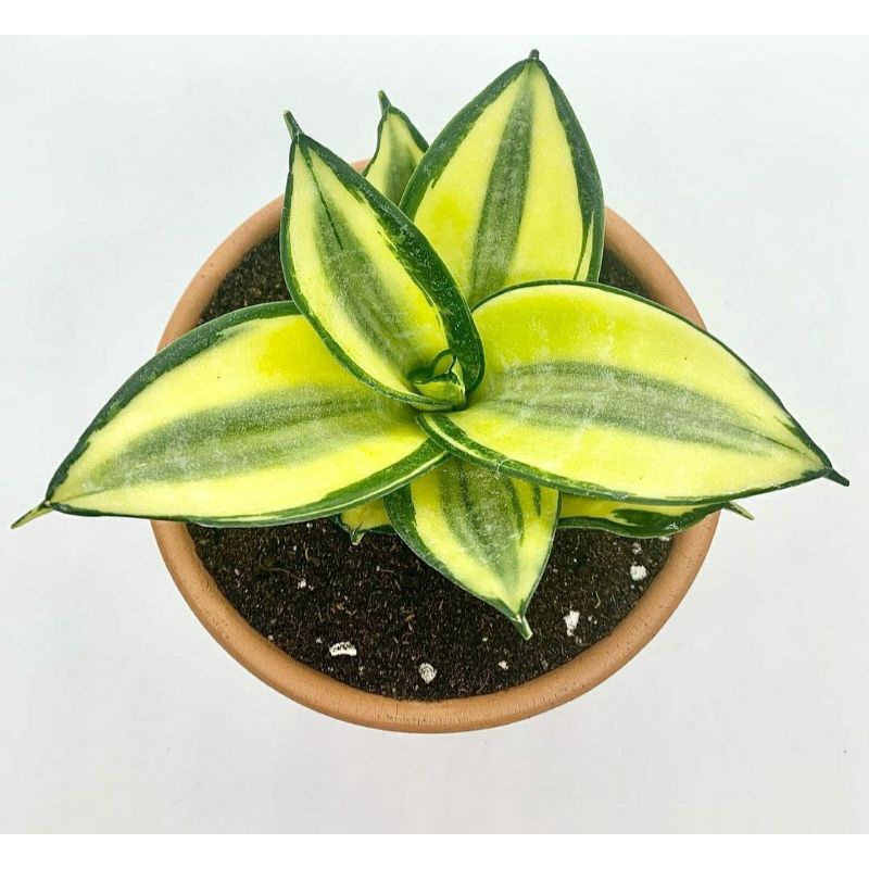 Sansivera / Lidah mertua Sansivieria Golden Hahnii
