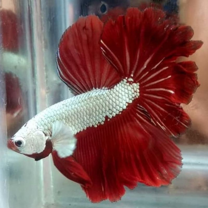 92 Gambar Ikan Cupang Red Dragon Gratis