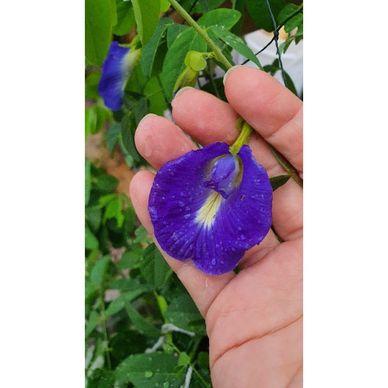 Biji Benih Bunga Telang Biru