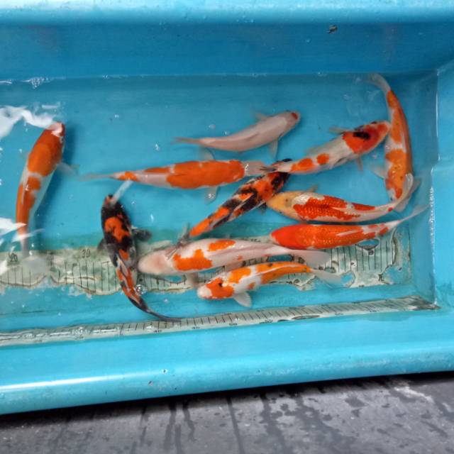 

Mix showa kohaku sanke