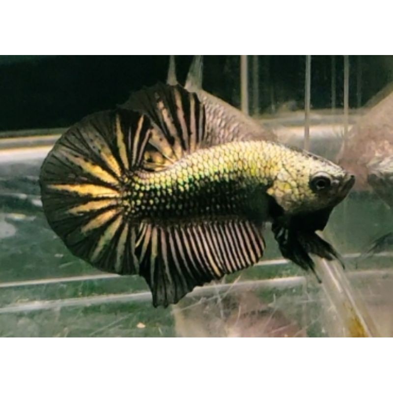 Black Copper Soft Gold HMPK