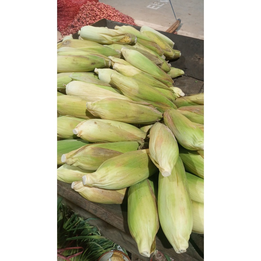 

Jagung Fresh 1kg