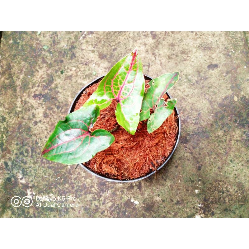 Alocasia Black Jack / Alocasia Cyrtosperma Johnstonii