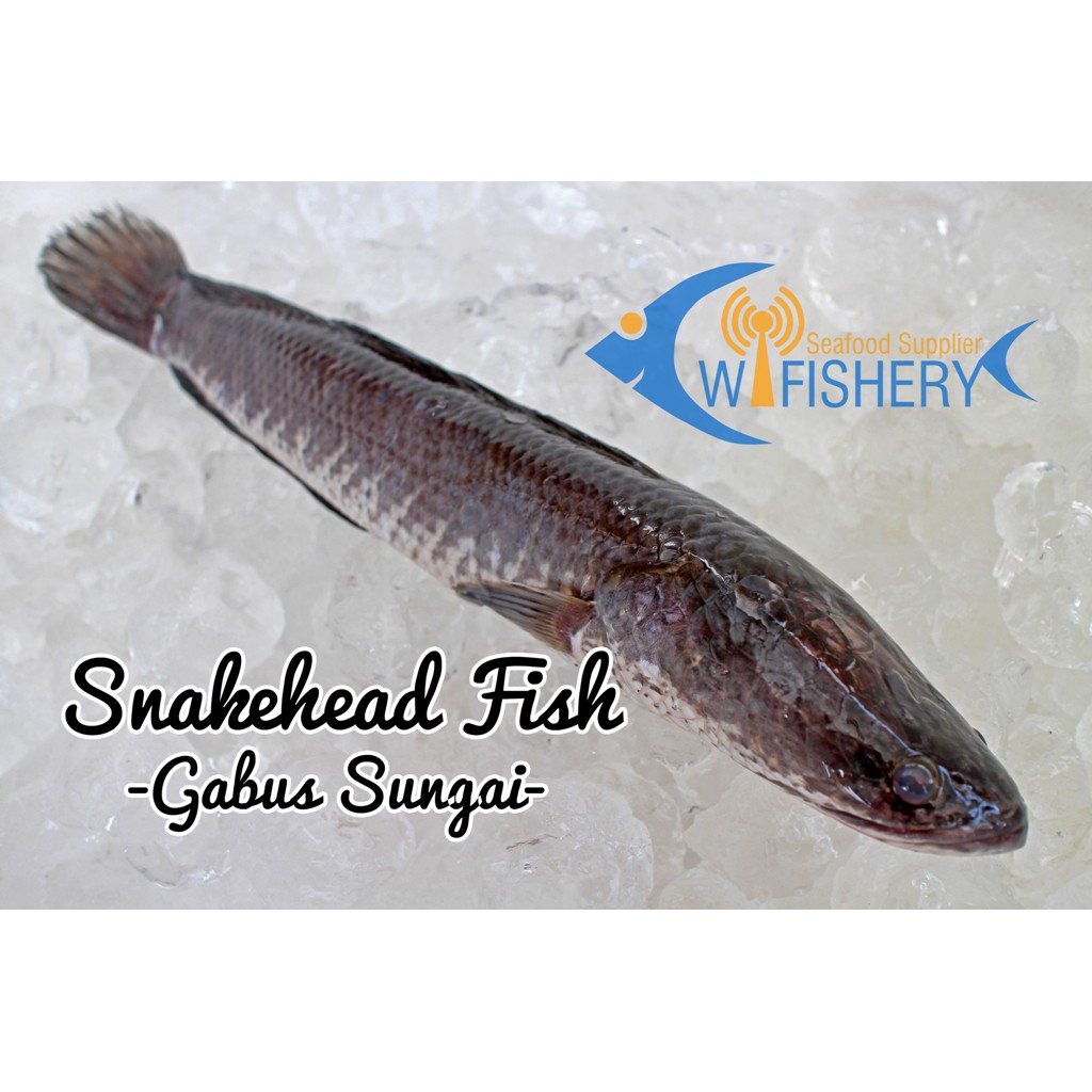

Ikan Gabus Utuh Bersih - Snakehead WGGS
