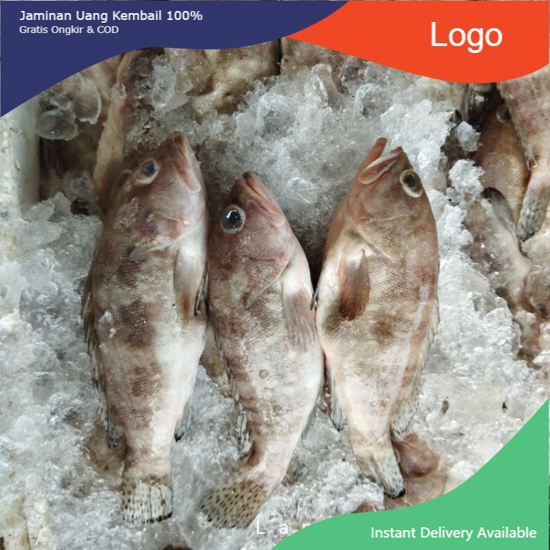 

Ikan Kerapu Segar 1Kg Hasil Laut Segar