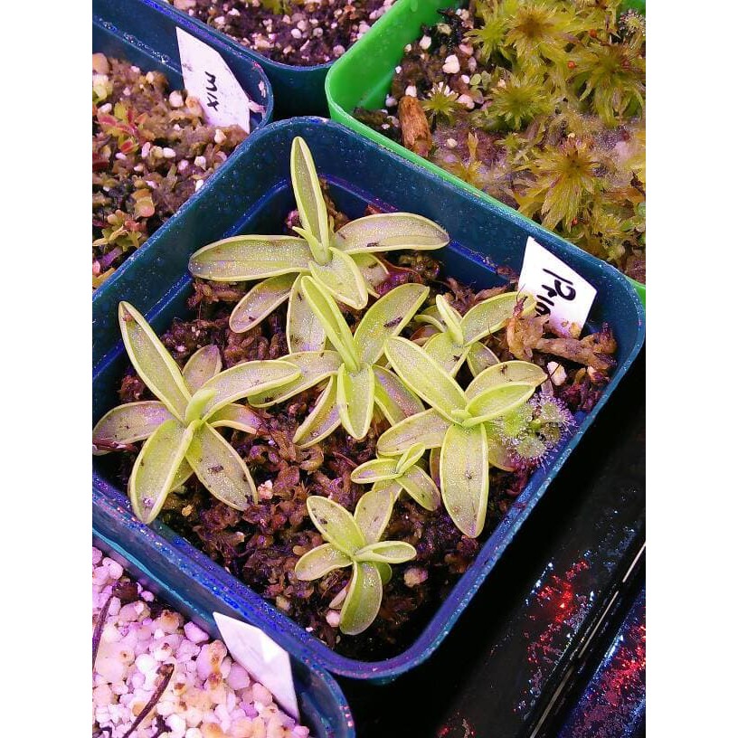 Pinguicula Primuliflora