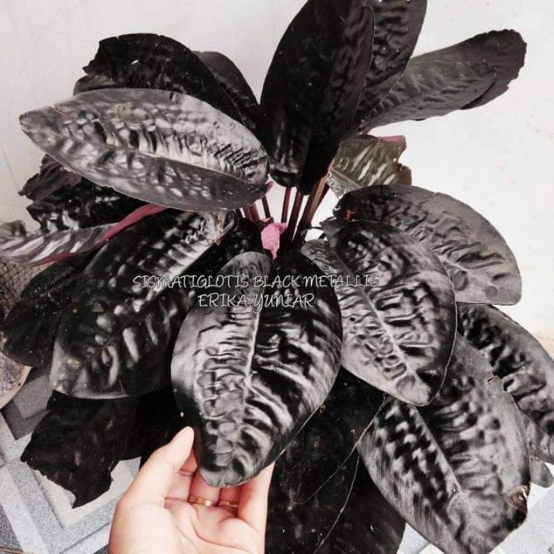 Siap tanam sisma black metalica bibit bonggol