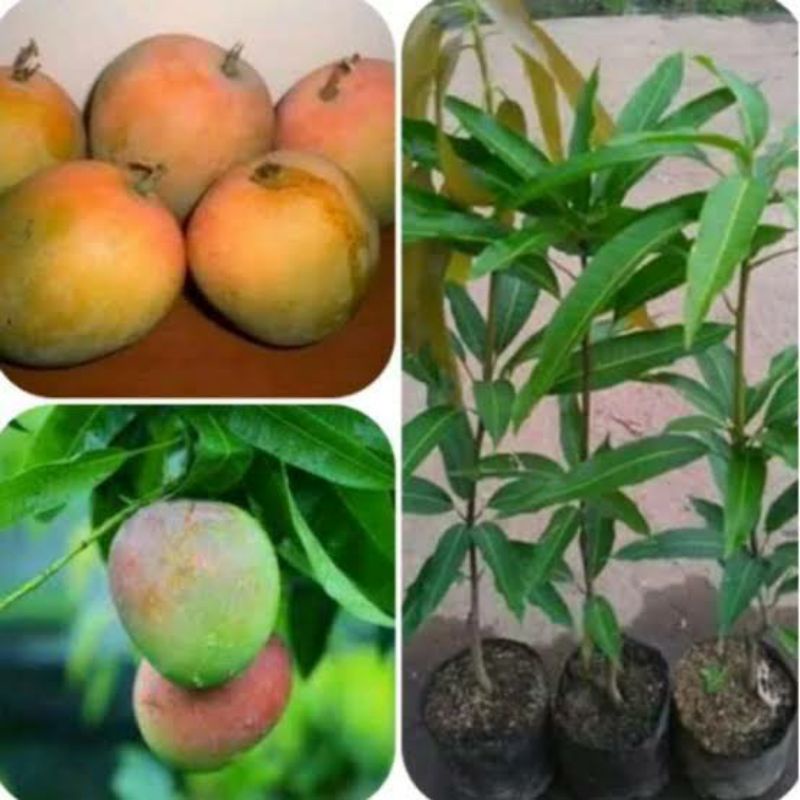Bibit mangga gedong gincu majalengka mangga gedong gincu okulasi cepat berbuah bisa tambulampot