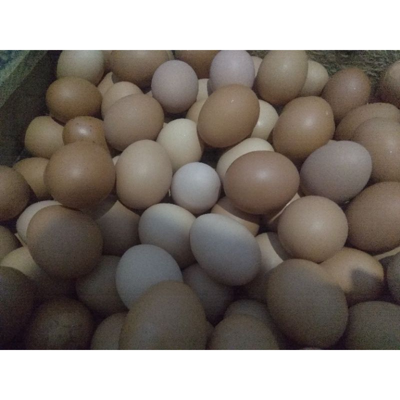 

Telur Ayam Negeri