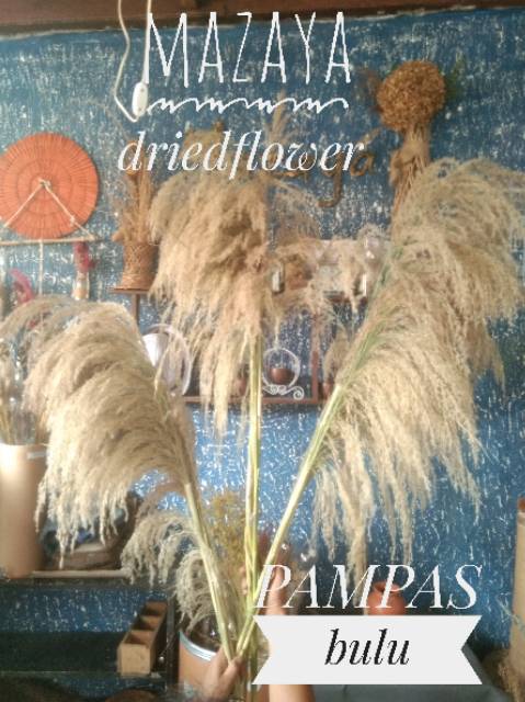 PAMPAS SUPER JUMBO