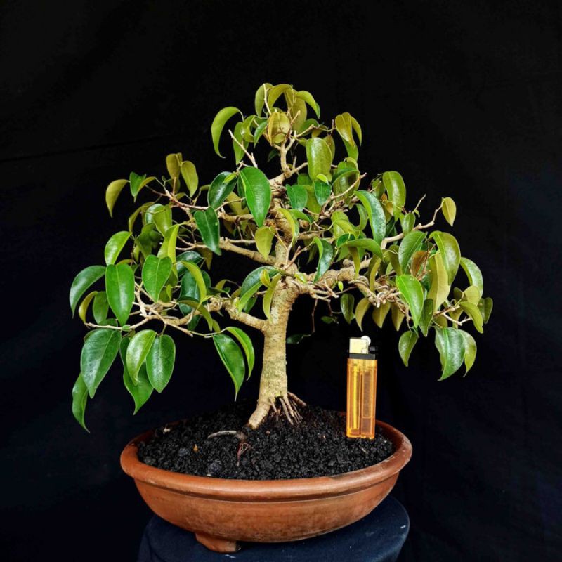 Bonsai Mame Small Pohon Beringin Jawa Pucuk Merah Ficus
