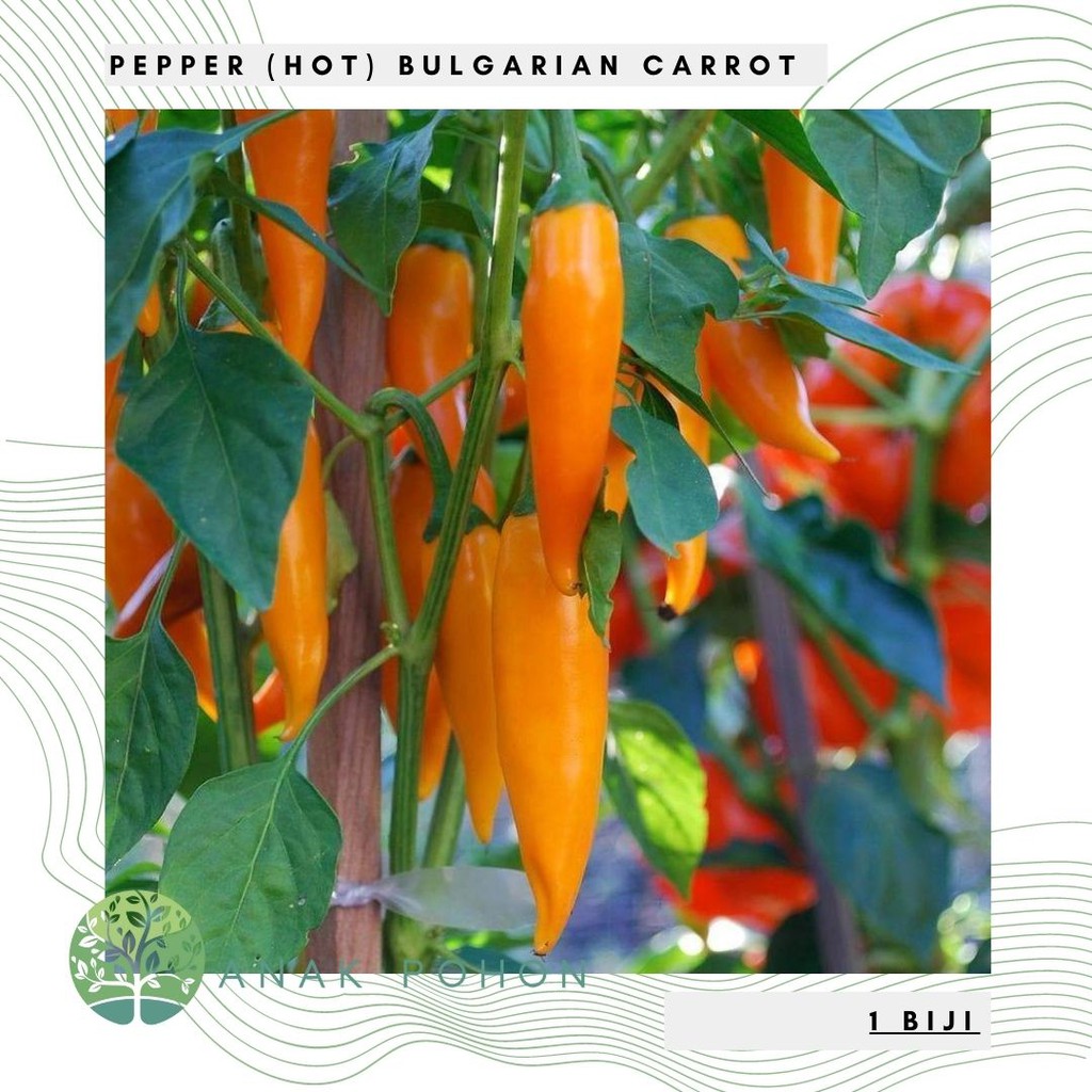 Benih Bibit Biji - Cabai Pepper Hot Bulgarian Carrot Seeds