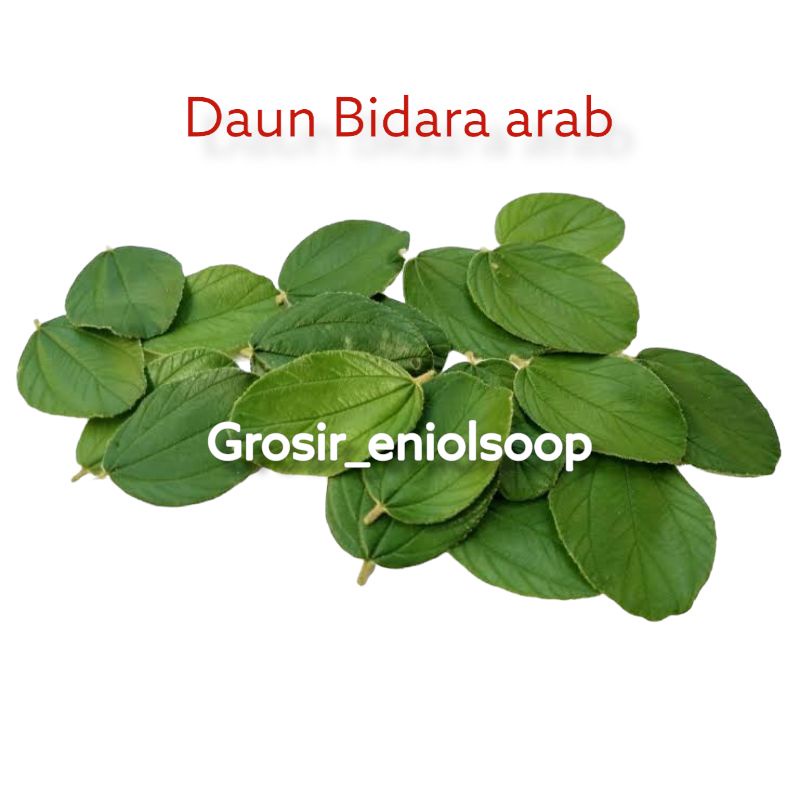 

Daun Bidara Arab Asli Masih fresh Untuk Ruqyah