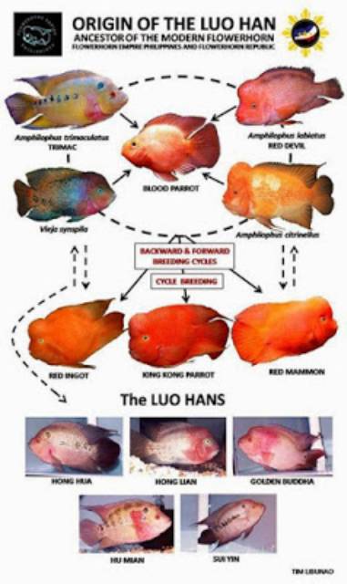 Ikan Predator Cichlid Synspilum Vieja Synspilum Cichlasoma Synspilum Big Size Shopee Indonesia