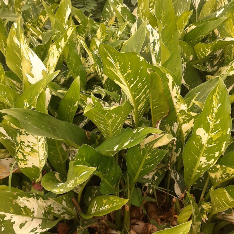 Tanaman hias Talas hias 3 pohon