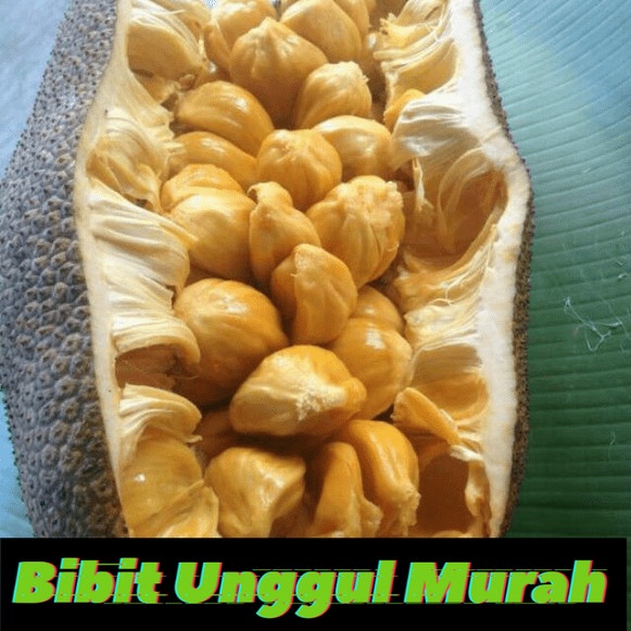 bibit nangkadak(nangka cempedak)