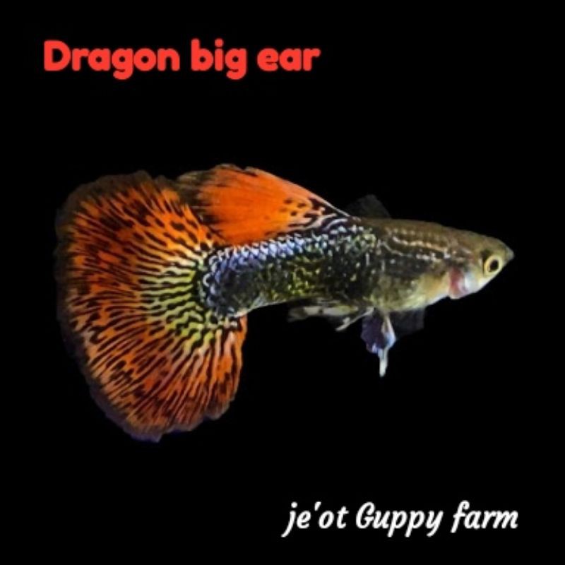 Ikan Guppy Dragon