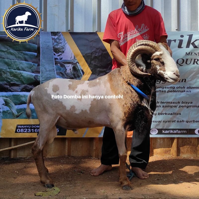DOMBA GARUT QURBAN SUMEDANG - BANDUNG