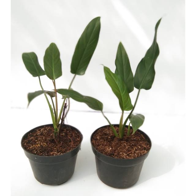 Philodendron Mexicanum Baby Shopee Indonesia