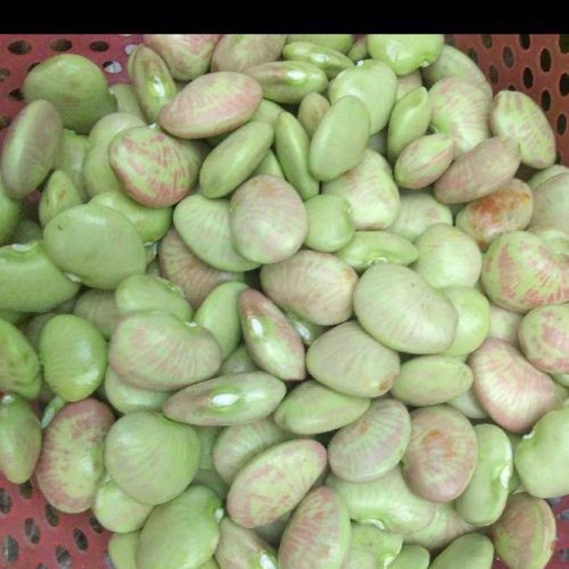 250gr Kacang koro sayur/koro segar
