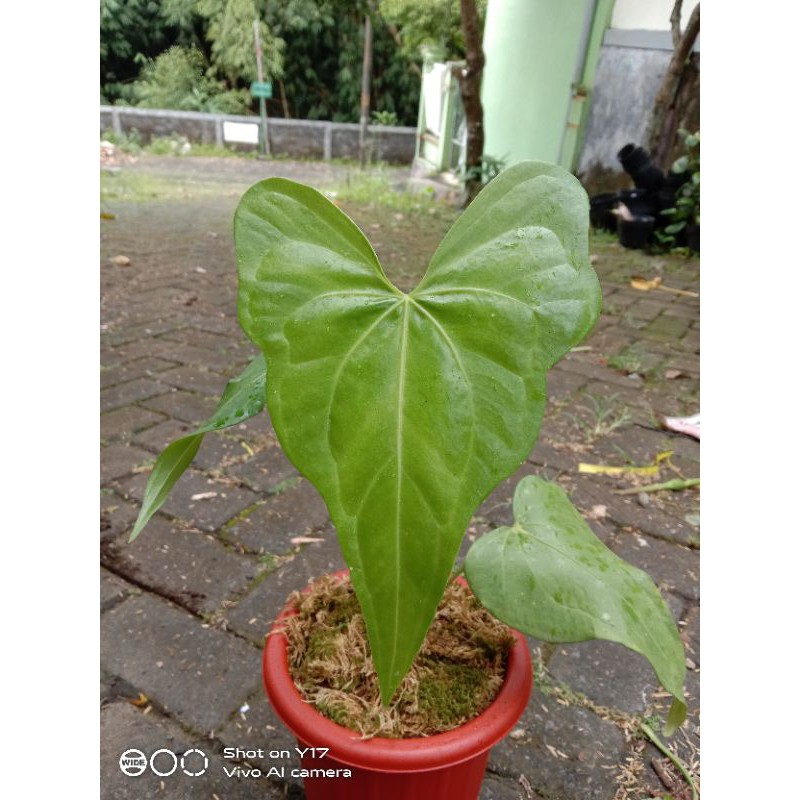 Anthurium_Macrolobium