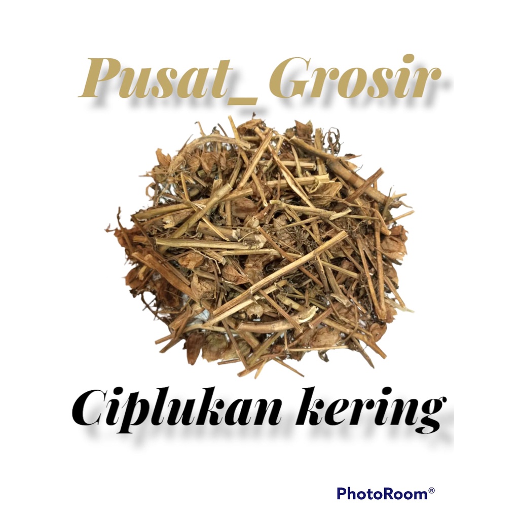 

ciplukan kering akar batang buah daun cecendet