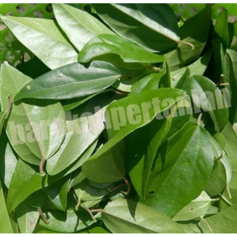 

Daun Cincau / Daluman / Cao / Jelly