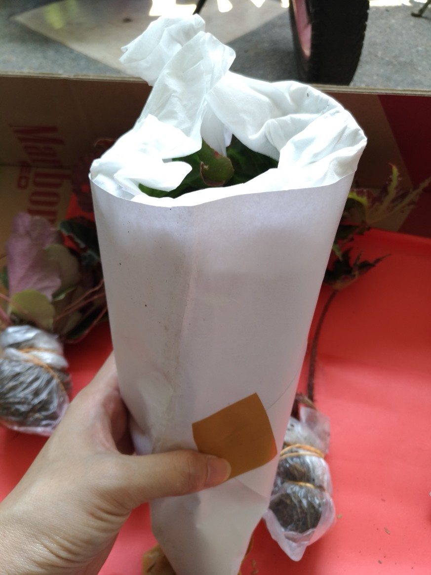 Begonia Kerang